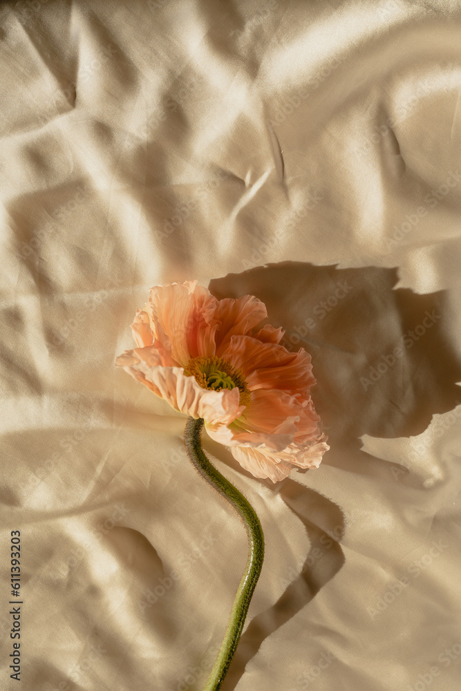 Beautiful peach pink poppy flower with sunlight shadows on crumpled golden fabric cloth. Aesthetic minimal floral composition with sun light shade Beautiful peach pink poppy flower with sunlight shadows on crumpled golden fabric cloth. Aesthetic minimal floral composition with sun light shade