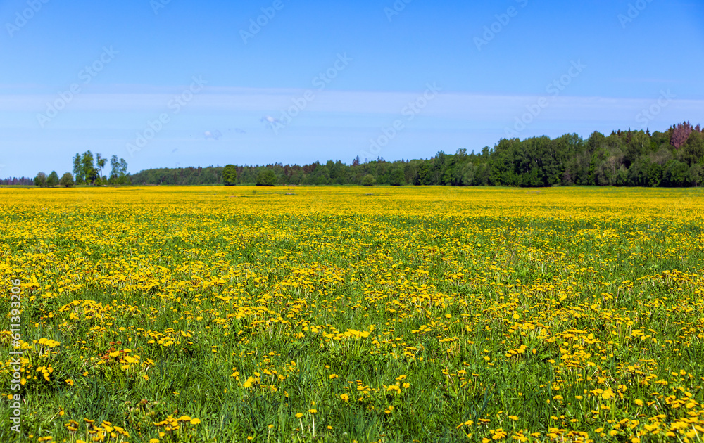 Summer landscape, field with blooming dandelions under blue sky Summer landscape, field with blooming dandelions under blue sky