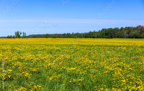 Summer landscape, field with blooming dandelions under blue sky