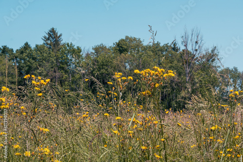 la prairie et le fourage photo