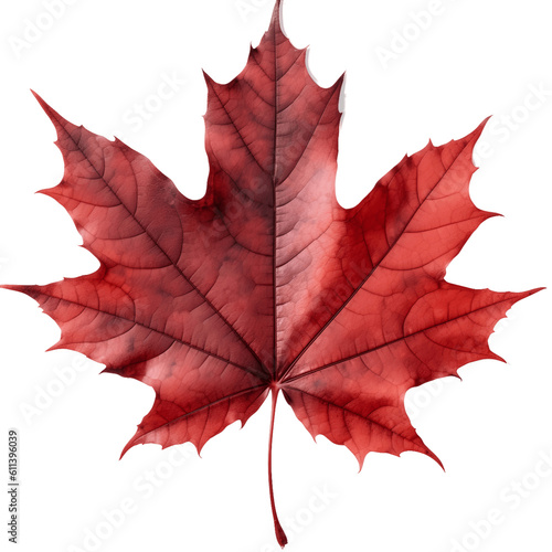 Autumn red maple leaf isolated transparent on white background