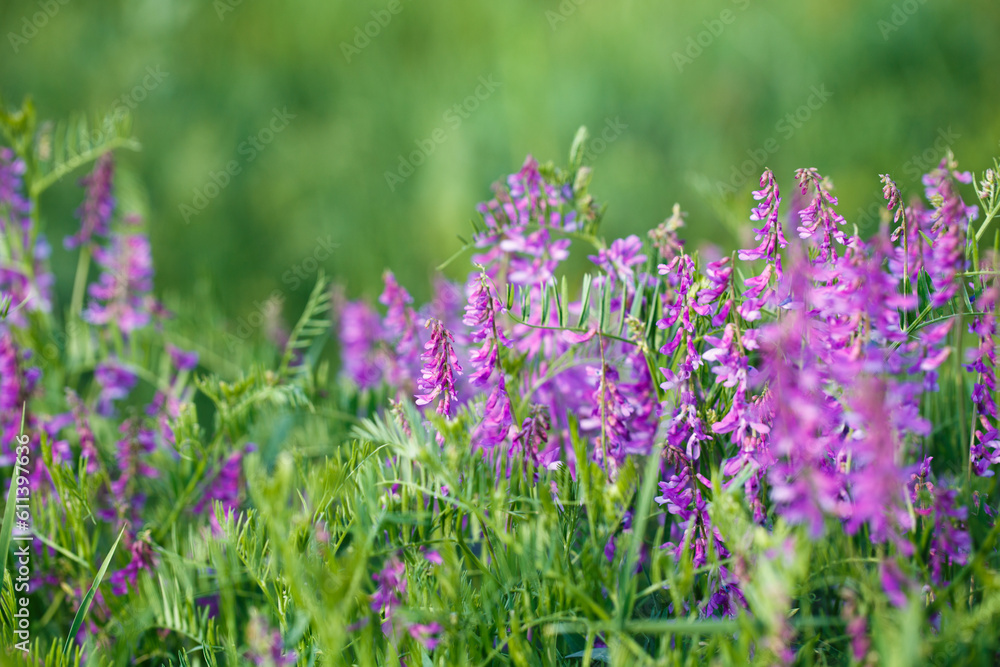 Mouse pea Vicia cracca. Valuable honey plant, fodder and medicinal plant. Species of the genus Peas of the legume family. Mouse pea Vicia cracca. Valuable honey plant, fodder and medicinal plant. Species of the genus Peas of the legume family.