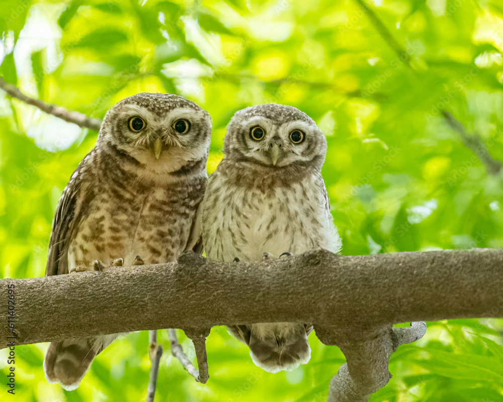 A Pair of spotted owls A Pair of spotted owls