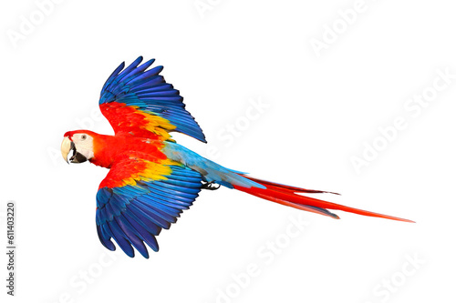Scarlet macaw parrot flying isolated on transparent background png file