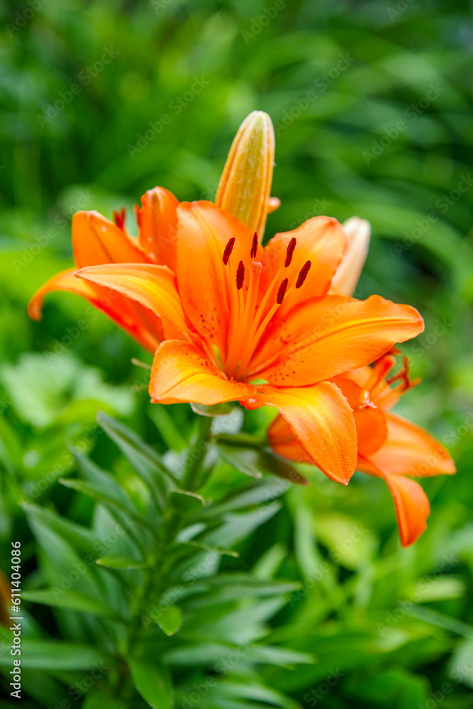 Orange Lily or Lilium bulbiferum var. croceum