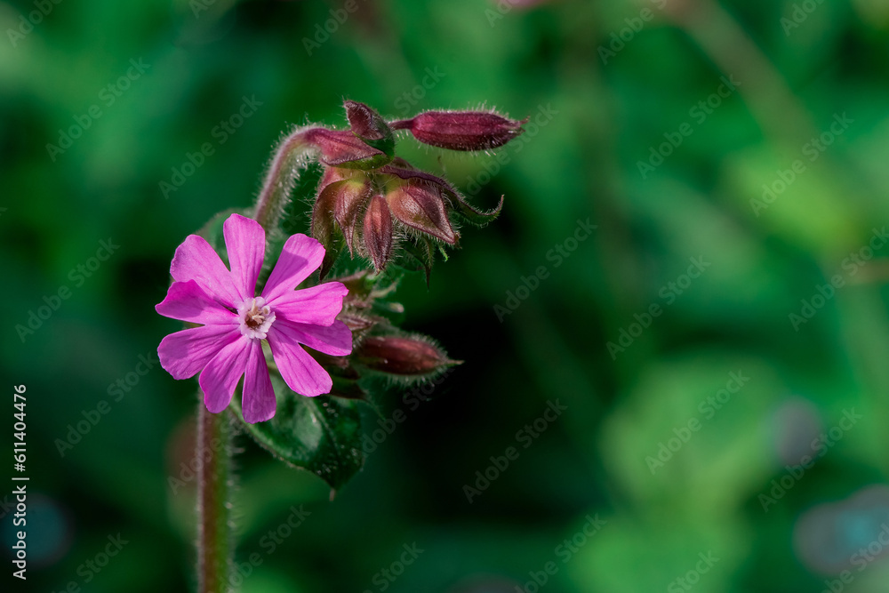 Beautiful delicate flower of the aquilegia (granny bonnet) Beautiful delicate flower of the aquilegia (granny bonnet)