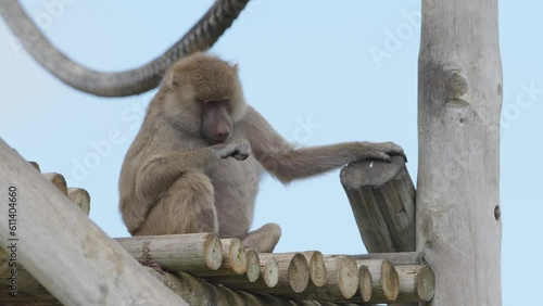 Baboon anubis outdoors in the animal park. Portugal, Badoca Safari park, 15.05.2023.