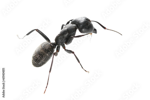 Camponotus vagus,  large, black, West Palaearctic carpenter ant isolated on white