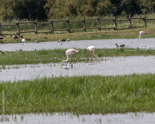 Aiguamolls de L'Empordà