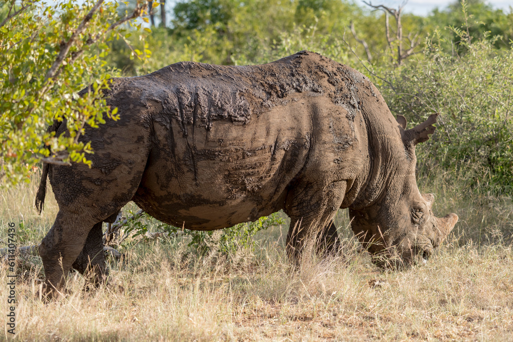 Fototapeta premium male Rhino in shrubland at Kruger park, South Africa