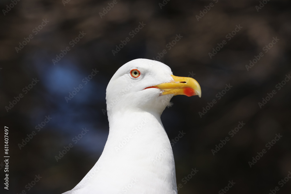 Primer plano de una gaviota que mira con arrogancia Primer plano de una gaviota que mira con arrogancia