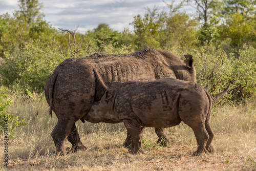 Rhino cub suckling his mother in shrubland at Kruger park, South Africa