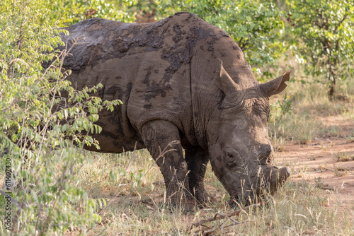 male Rhino with sawn horn in shrubland at Kruger park, South Africa