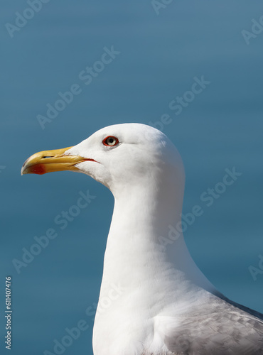 Primer plano de gaviota con fondo marino