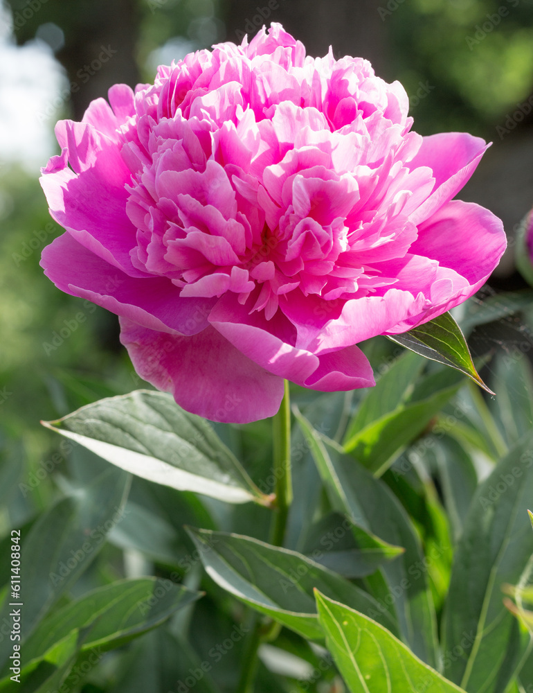 Obraz premium pink peony