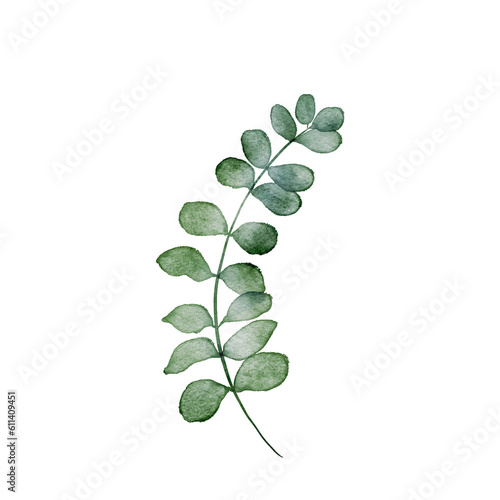 Watercolor green leaves.Eucalyptus leaves isolated white background