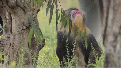 Mandrill monkey outdoors in the animal park. Portugal, Badoca Safari park, 15.05.2023. photo