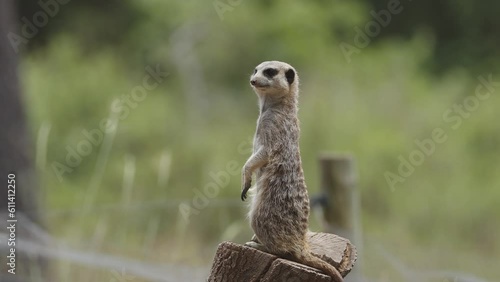 Meercat outdoors in the animal park. Portugal, Badoca Safari park, 15.05.2023. photo