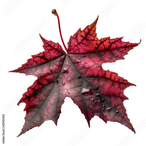 Crimson King Maple leaf cutout isolated on transparent background, PNG image, Generative AI