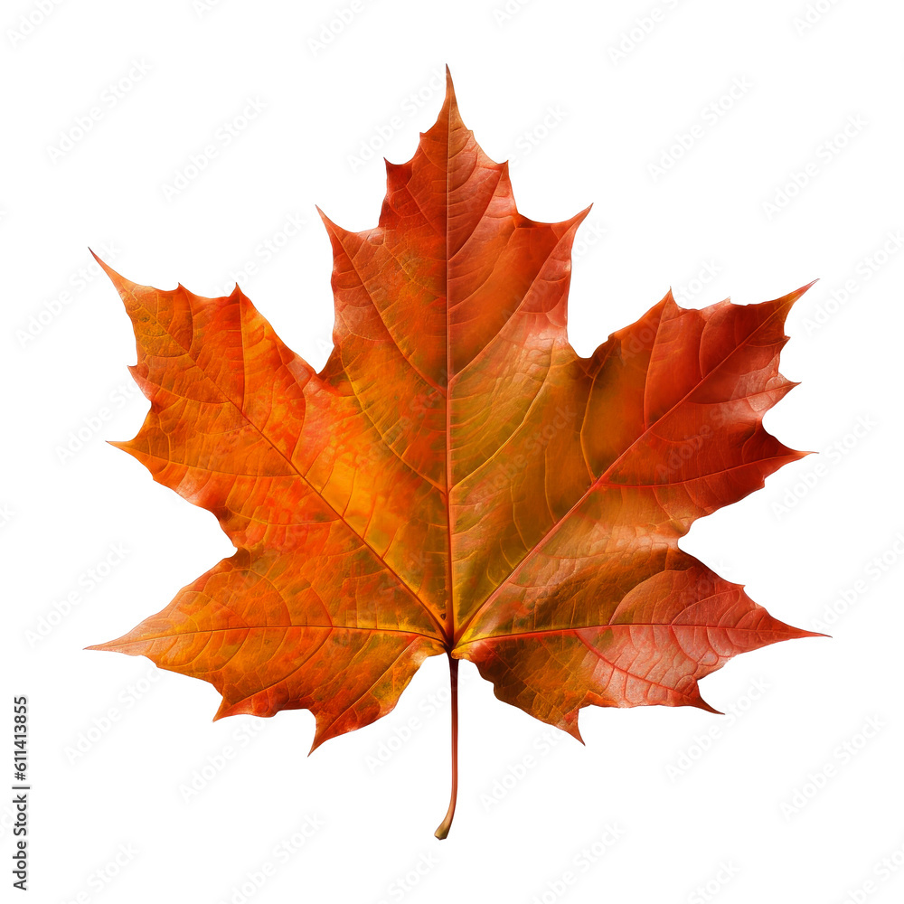 Sugar Maple leaf cutout isolated on transparent background, PNG, Generative AI Sugar Maple leaf cutout isolated on transparent background, PNG, Generative AI