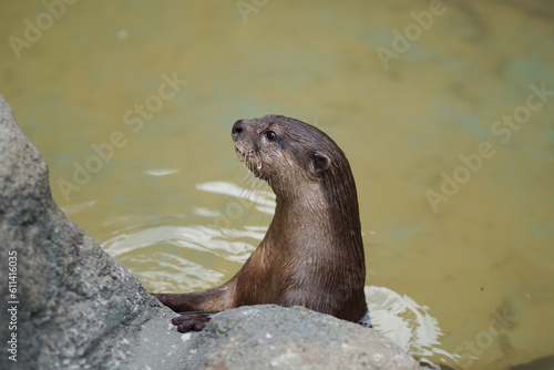 Cute close up portrait of an Asian or Oriental small clawed otter (Aonyx cinerea) with out of focus background