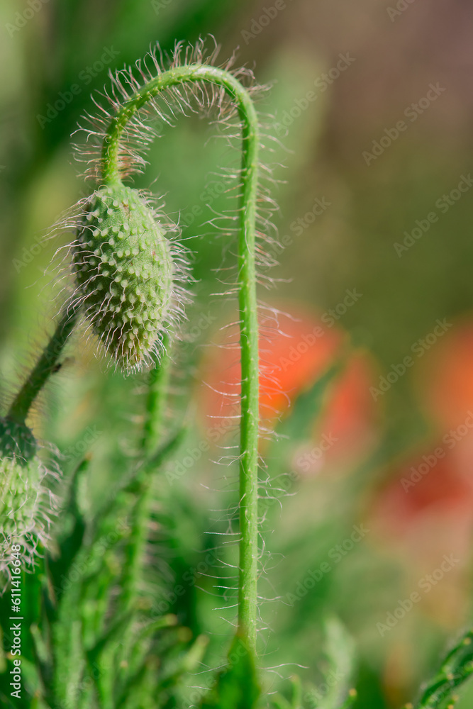 Blossom poppy flowers on the meadow Blossom poppy flowers on the meadow