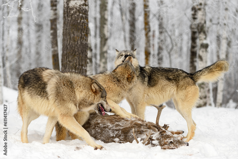 Wolf Pack (Canis lupus) Mingle at White-Tail Deer Body Winter Wolf Pack (Canis lupus) Mingle at White-Tail Deer Body Winter