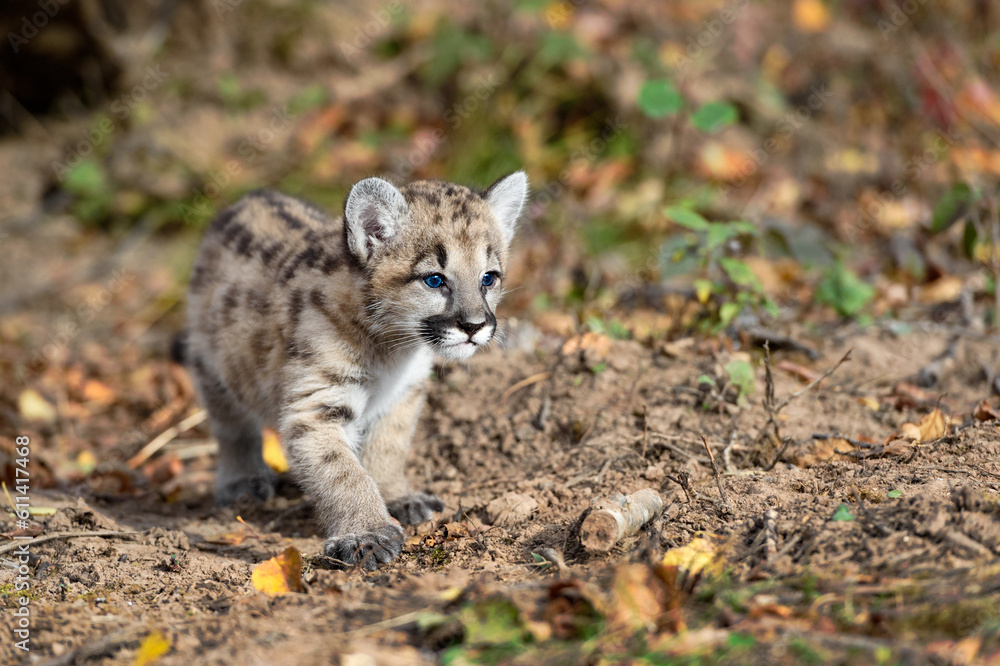 Obraz premium Cougar Kitten (Puma concolor) Paw Forward Steps Right Autumn