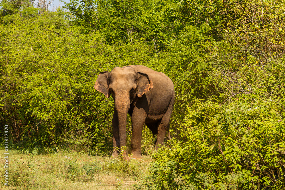 Fototapeta premium A male Ceylon elephant in Udawalawe National Park, Sri Lanka