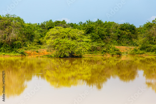 Trees reflecting reflections in a yellow lake in Udawalawe National Park, Sri Lanka