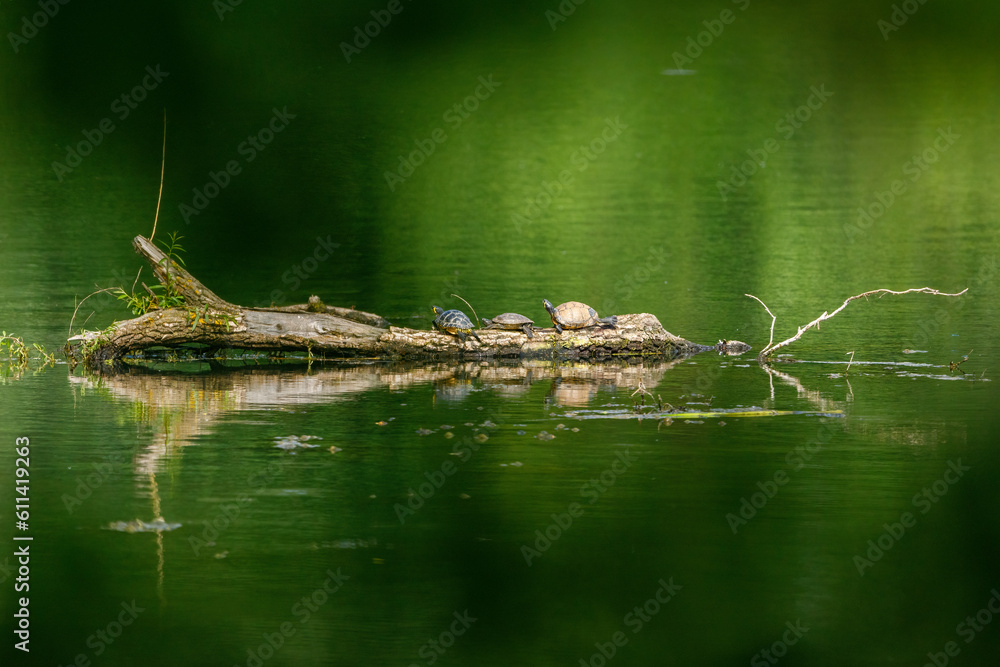 Turtles are taking a sunbath on a trunk in the wetlands Turtles are taking a sunbath on a trunk in the wetlands