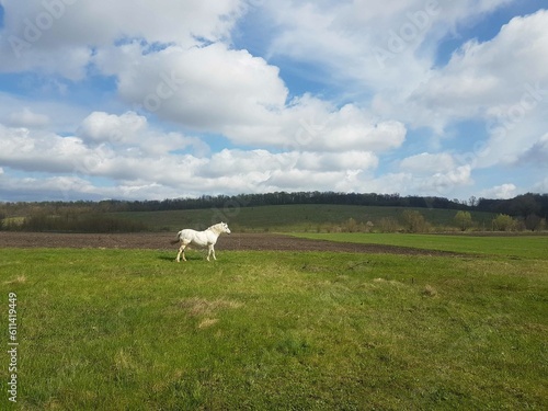 horse in the field © Oleg