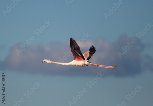 Flamingo in Ria Formosa, Algarve, Portugal