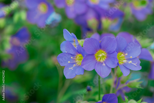 Blue flowers of Polemonium yezoense Bressingham Purple