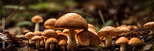 Woodland mushroom closeup f...