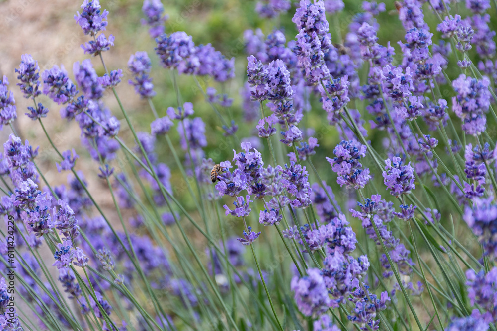 Naklejka premium Blühender Lavendel mit Biene