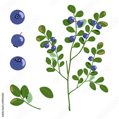 Bilberry vector illustration. Northern blue forest berries and branches with leaves isolated on white background. Hand drawn cartoon organic natural healthy food with vitamins and antioxidants