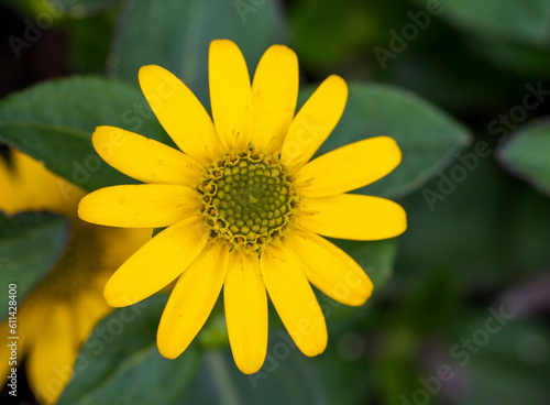 Detail of yellow Sanvitalia procumbens flower with blurred background