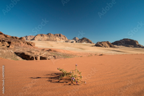 focusing on wild flowers on the dune with sandstone mountains in the background, Wadi Rum, Jordan