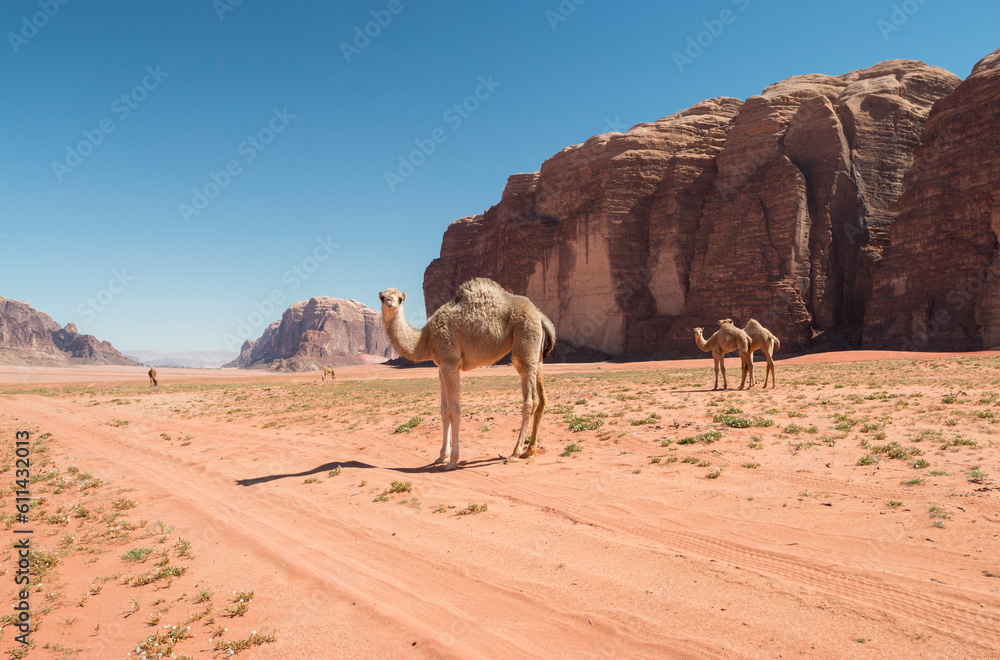 free romaing juvenily dromedary camel in the desert of Wadi Rum, Jordan free romaing juvenily dromedary camel in the desert of Wadi Rum, Jordan