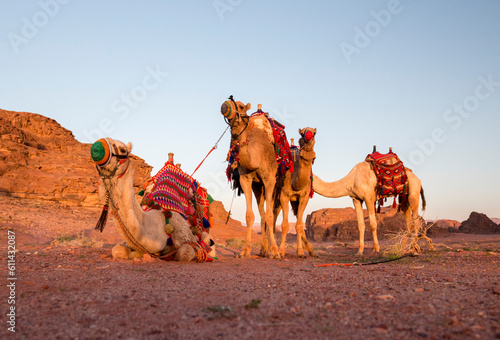 camels with traditional saddles resting in the desert, Wadi Rum, Jordan © Hodossy