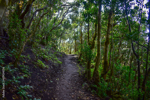 Tenerife, Canary, Canary Islands