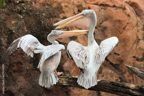Pelicans on branch