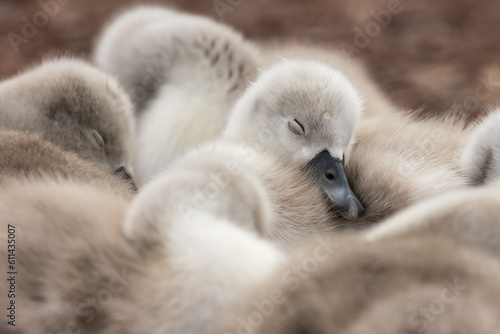 cute baby swan cygnet sleeping  © DEVKIRAN