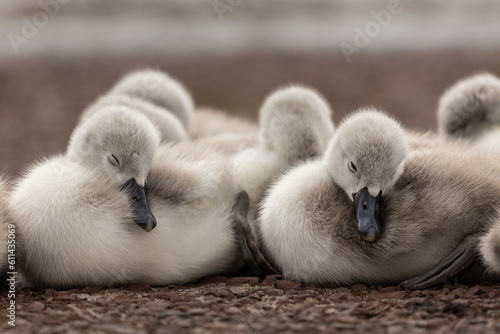 cute baby swan cygnet sleeping  © DEVKIRAN