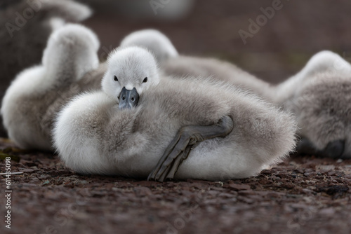 Cygnets - baby swan 