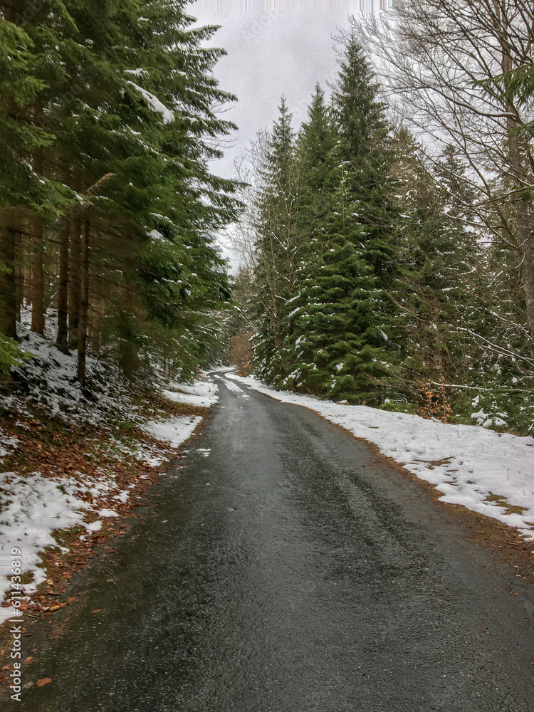 Fototapeta premium road in the forest