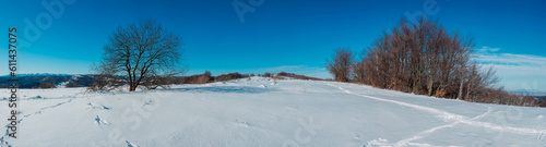 panorama of colorful winter landscape in mountains. Snowy background against young pines and trees in frosty sunny day under blue sky