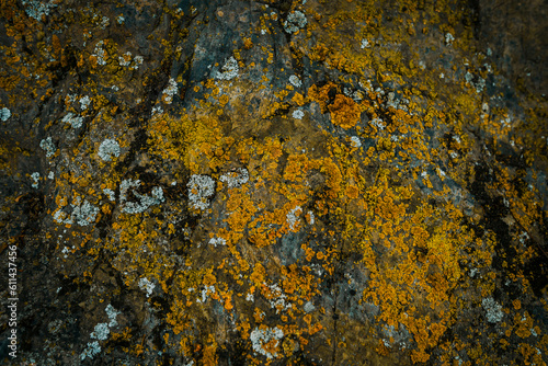 Backdrop with stone texture with orange lichen