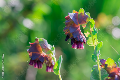 Cerinthe major purpurascens blue honeywort, annual plant